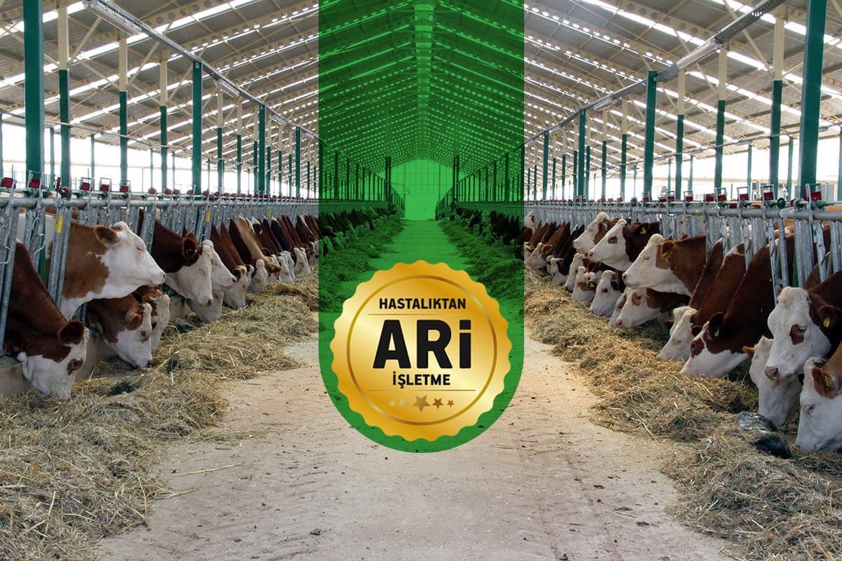 Besi ahırında yemlenen büyükbaş hayvanlar ve Hastalıktan Ari İşletme rozeti